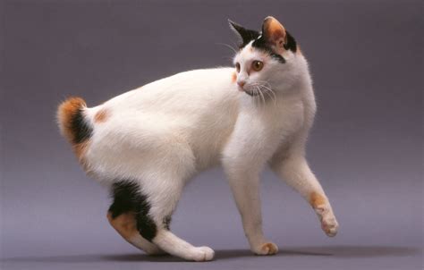 cat with stub tail